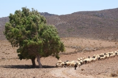 Kreta