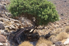 Kreta