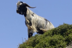 Kreta