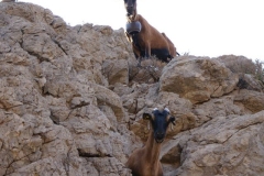 Kreta