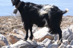Kreta
