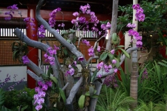 Singapur - China Town