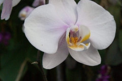 Singapur - China Town