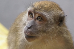 Malaysia - Batu Cave