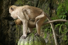 Malaysia - Batu Cave