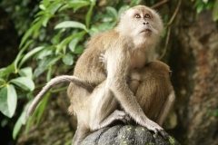 Malaysia - Batu Cave