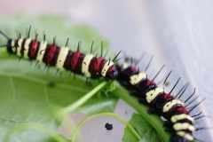 Die Tempel von Angkor