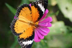 Die Tempel von Angkor