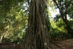 Die Tempel von Angkor