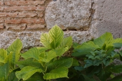 Italien - Arpino Italien - Arpino