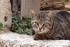 Italien - Arpino Italien - Arpino