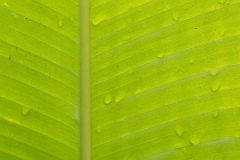 Langkawi - Beach Garden Resort