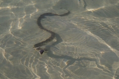 Tiere im Berjaya Resort
