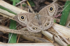Augenfalter (Thailand)
