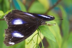 Blauer Mond