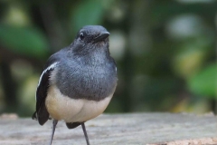 Oriental Magpie-Robin